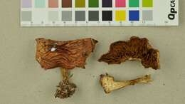 Image of Cortinarius aureofulvus M. M. Moser 1952