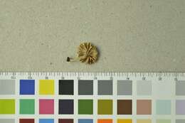 صورة Lichenomphalia umbellifera (L.) Redhead, Lutzoni, Moncalvo & Vilgalys 2002