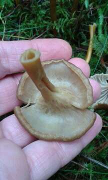 Image of Funnel Chanterelle