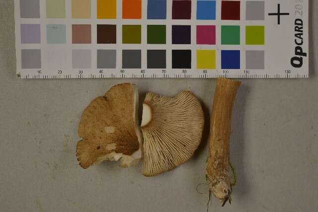 Image of funnel clitocybe