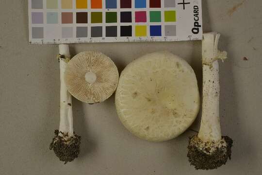 Image of False deathcap