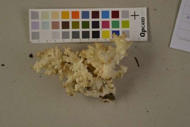 Hericium coralloides (Scop.) Pers. 1794 resmi