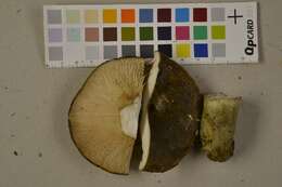 Image of Lactarius necator (Bull.) Pers. 1800