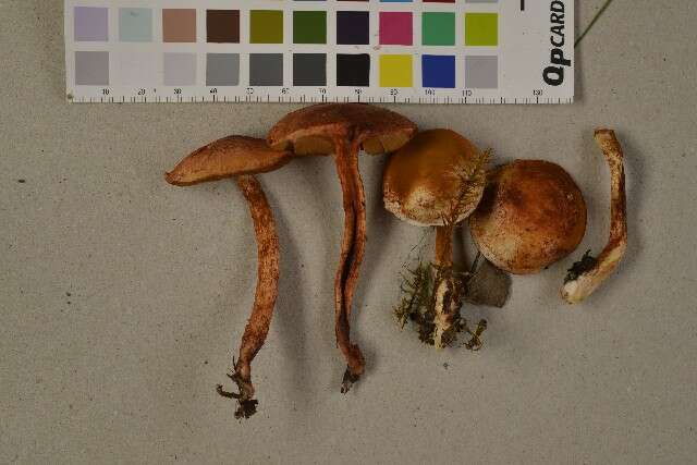 Image of Cortinarius bolaris (Pers.) Fr. 1838