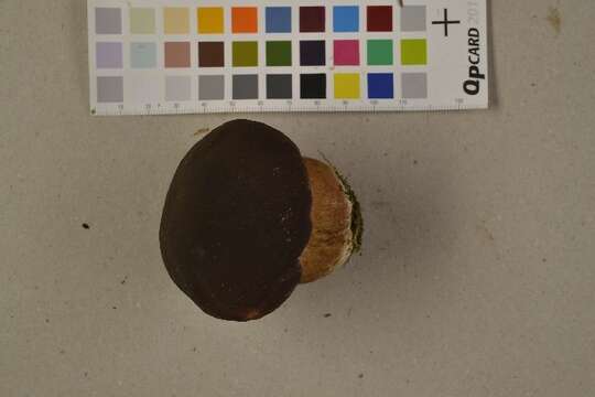 Image of Boletus pinophilus Pilát & Dermek 1973