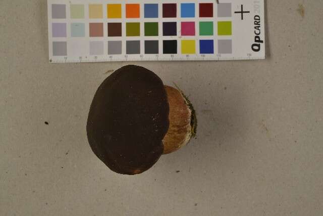 Image of Boletus pinophilus Pilát & Dermek 1973