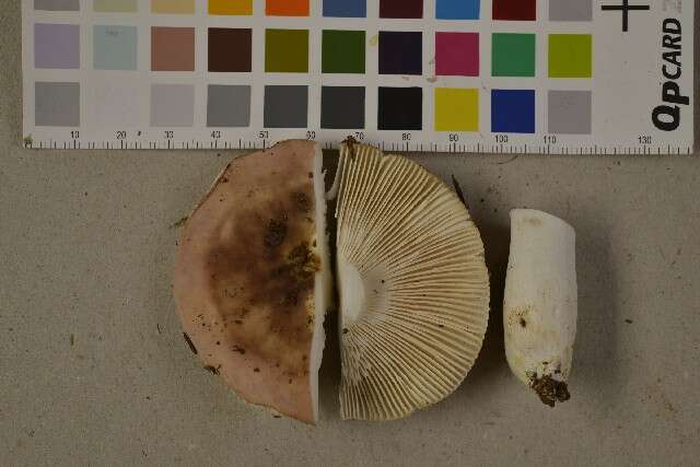 Image of Russula vesca Fr. 1836