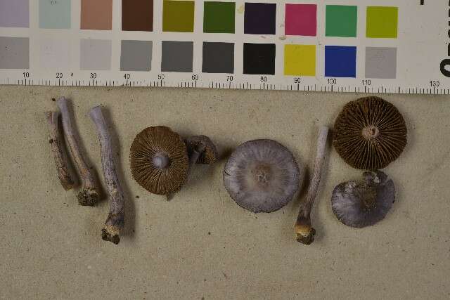 Image of Inocybe lilacina