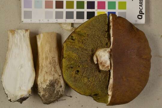 Image of Cep