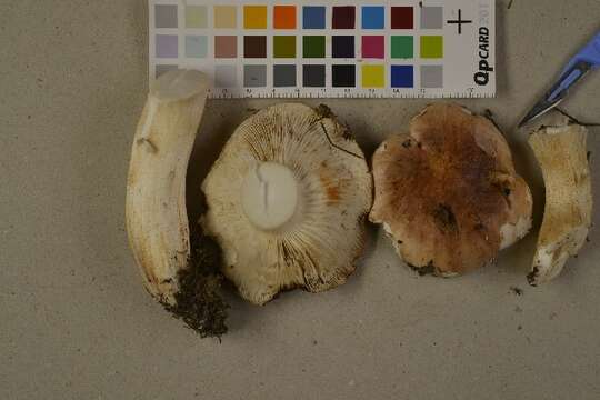 Imagem de Tricholoma stans (Fr.) Sacc. 1887