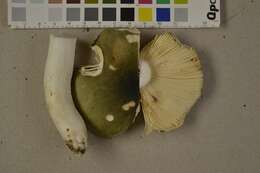 Image of grass green russula