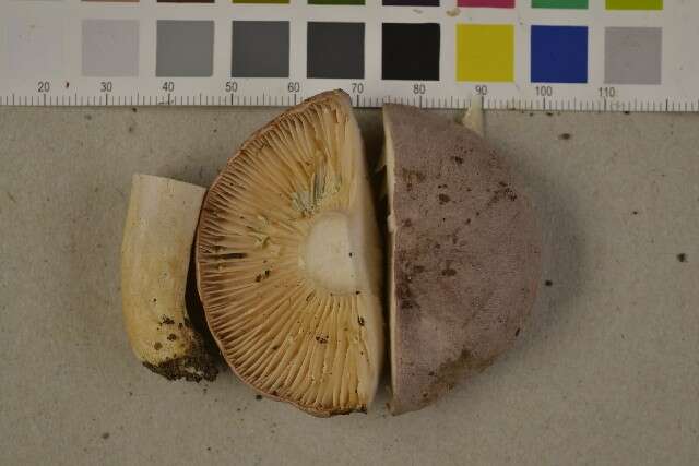 Image of Lactarius flexuosus (Pers.) Gray 1821