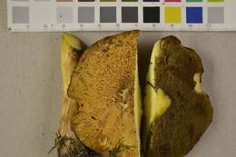 Image of Suillus variegatus (Sw.) Richon & Roze 1888