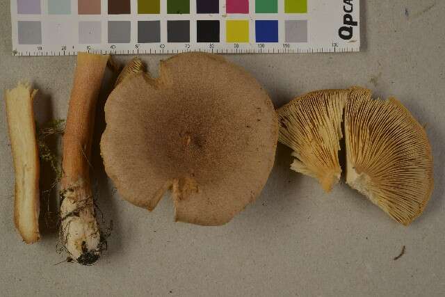 Image of Lactarius helvus