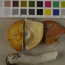 Image de Russula decolorans