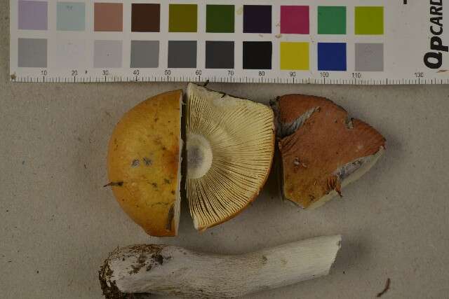 Image of Russula decolorans