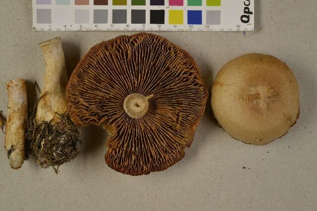 Image of Cortinarius camphoratus (Fr.) Fr. 1838