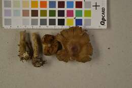 Image of Cortinarius betuletorum M. M. Moser 1967