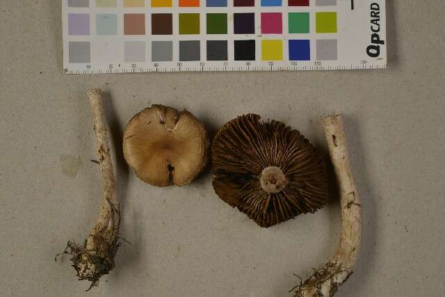 Image of Cortinarius agathosmus Brandrud, H. Lindstr. & Melot 1989