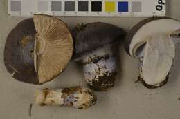 Image of Cortinarius cumatilis Fr. 1838