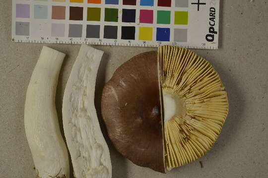 Image of Russula caerulea Fr. 1838