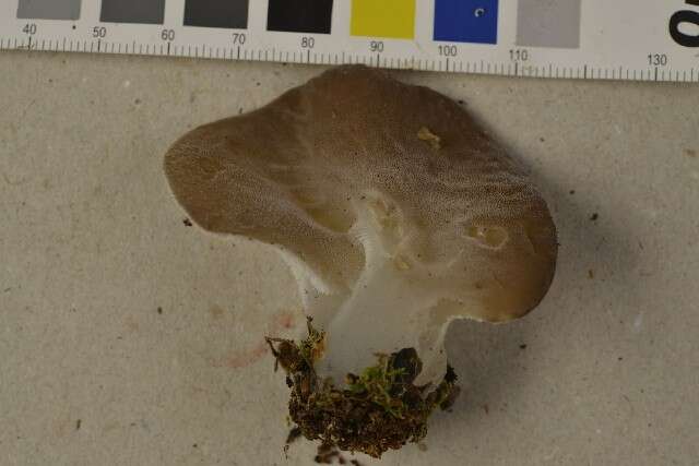 Image of Pseudohydnum gelatinosum