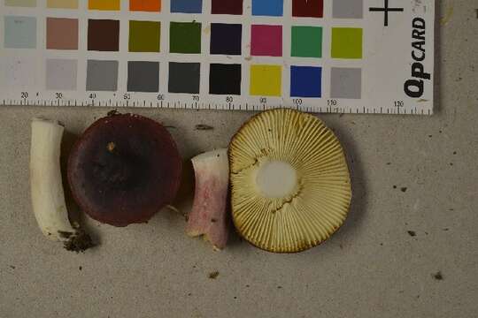 Image of Russula sardonia Fr. 1838