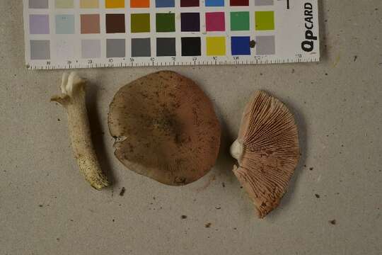 Слика од Entoloma ochreoprunuloides Morgado & Noordel. 2013