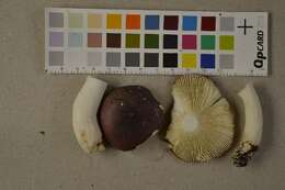 Image de Russula atrorubens Quél. 1898