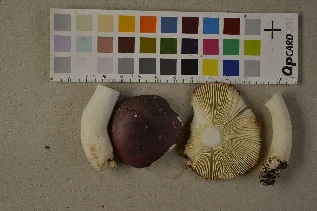 Image de Russula atrorubens Quél. 1898