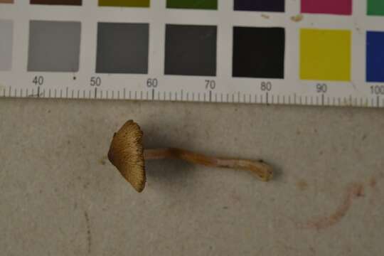 Image of Inocybe leiocephala