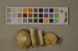 Image of Russula farinipes Romell 1893