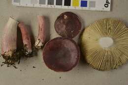 Image of Gooseberry Russula