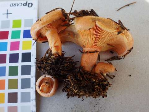 Image of Lactarius deterrimus Gröger 1968