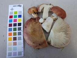 Image of Russula vesca Fr. 1836