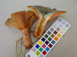 Image de Lactarius fennoscandicus Verbeken & Vesterh. 1998