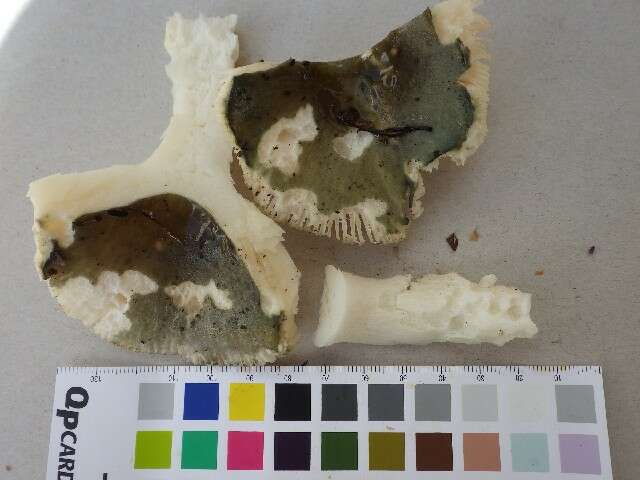 Image of Russula atroglauca Einhell. 1980