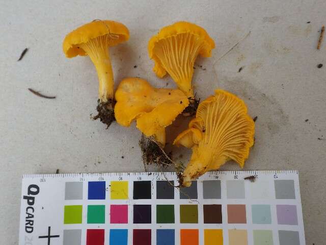 Image of Chanterelle