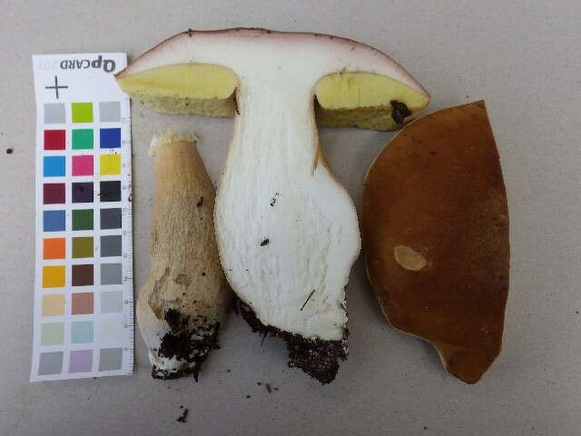 Image of Cep