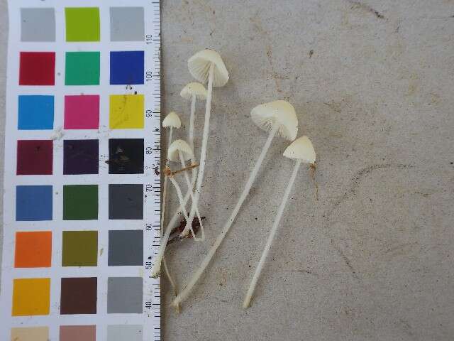 Image of Atheniella flavoalba (Fr.) Redhead, Moncalvo, Vilgalys, Desjardin & B. A. Perry 2012