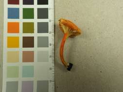 Image of Hygrocybe cantharellus