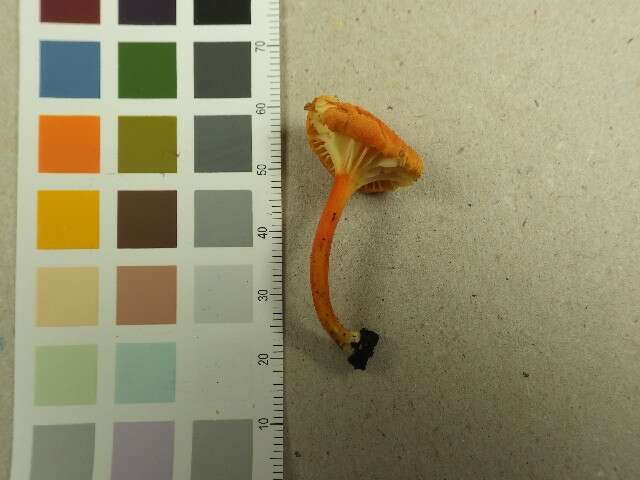 Image of Hygrocybe cantharellus