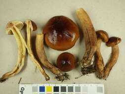 Image of Tricholoma fulvum (DC.) Bigeard & H. Guill. 1909