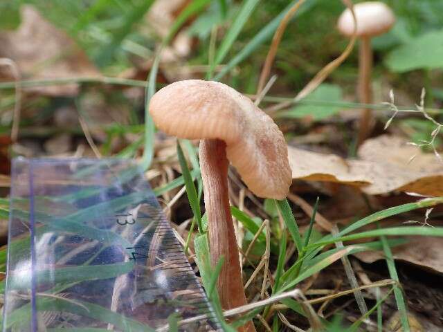 Image of Laccaria laccata