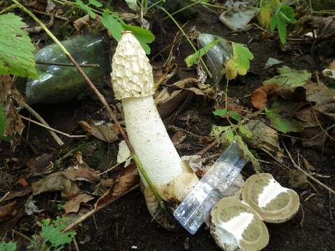 Image of Stinkhorn