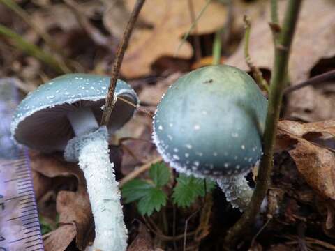 Image of Stropharia aeruginosa (Curtis) Quél. 1872