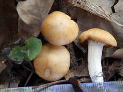 Image of Hygrocybe pratensis