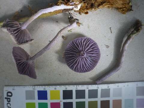 Image of Laccaria amethystina Cooke 1884