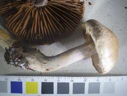 Image of Cortinarius torvus (Fr.) Fr. 1838