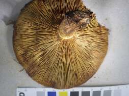 Image of Paxillus involutus